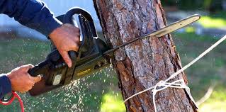 Lawn Pest Prevention in Coto De Caza, CA