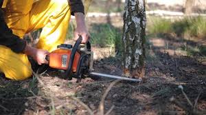 Best Lot and Land Clearing  in Coto De Za, CA