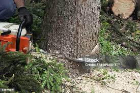 Best Tree Mulching  in Coto De Za, CA