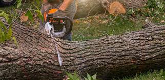 Trusted Coto De Caza, CA Tree Care Experts