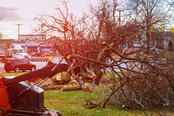 Best Root Management and Removal  in Coto De Za, CA