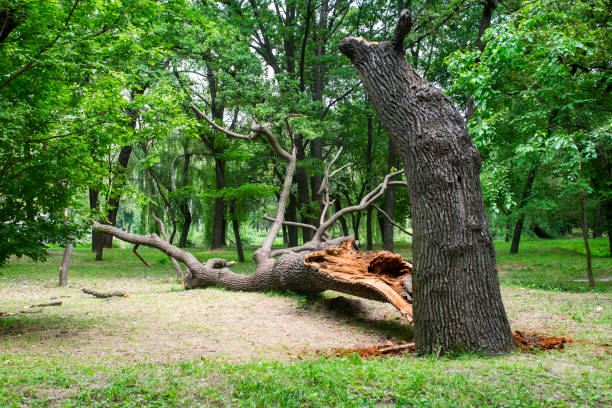 Best Lawn Maintenance Plans  in Coto De Za, CA