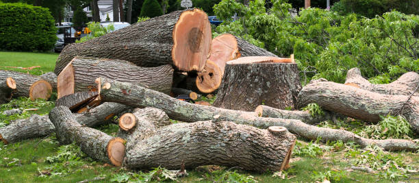 Best Tree and Shrub Care  in Coto De Za, CA