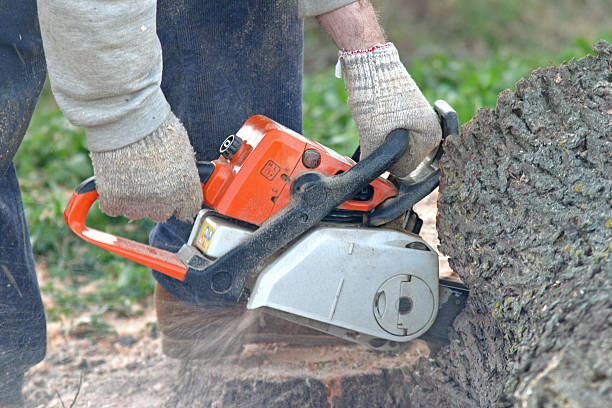 Best Commercial Tree Services  in Coto De Za, CA