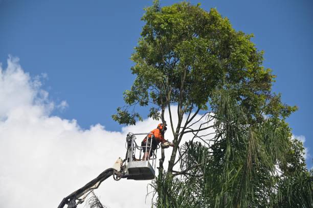 Best Aeration Services  in Coto De Za, CA