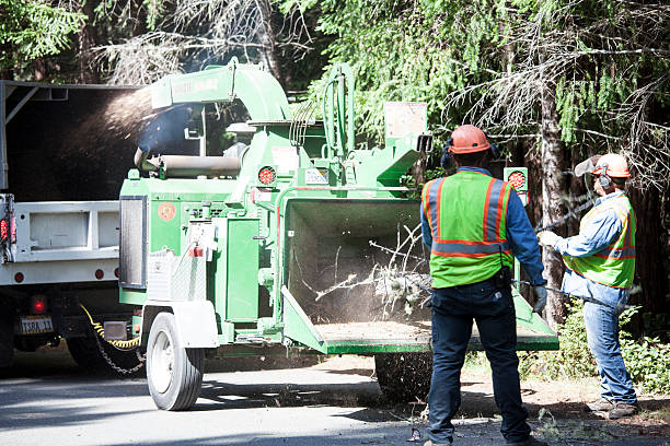 Best Lawn Disease Treatment  in Coto De Za, CA