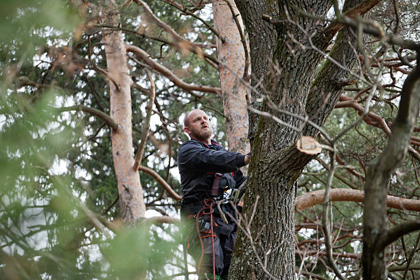 How Our Tree Care Process Works  in  Coto De Caza, CA