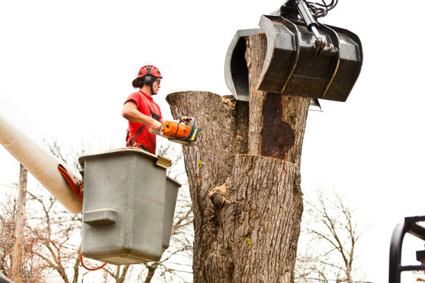  Coto De Za, CA Tree Care Pros